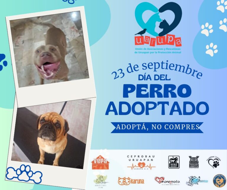 23 de septiembre: Día del Perro Adoptado, rescates rebasan 80% adopciones