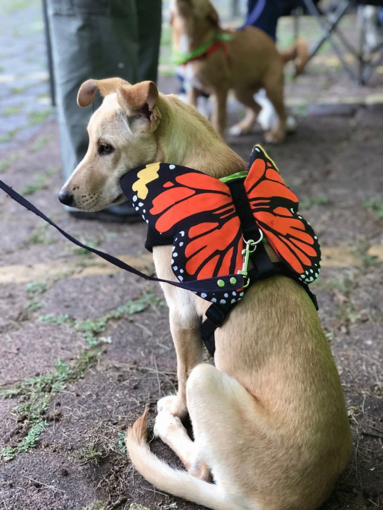 Amor, vacunas y adopciones: Morelia vivirá un fin de semana peludo con Rescatistas Independientes de Michoacán