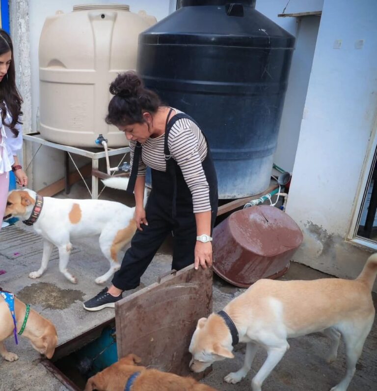 Juegos pirotécnicos disparan 70% reportes de perros extraviados: GHAPAD