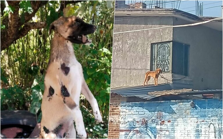 Maravatío, territorio del horror animal: exigen a la FGE detener la impunidad