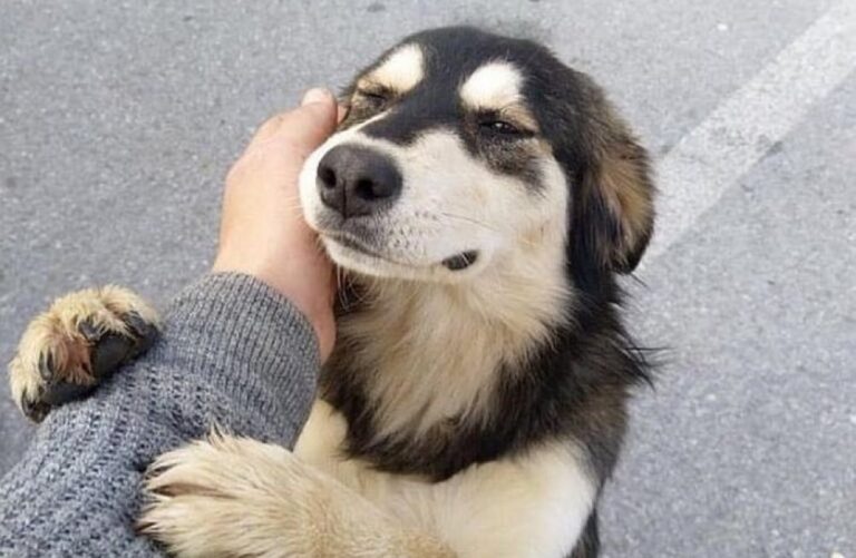 Colectivos animalistas aplauden endurecimiento de sanciones penales contra la crueldad animal