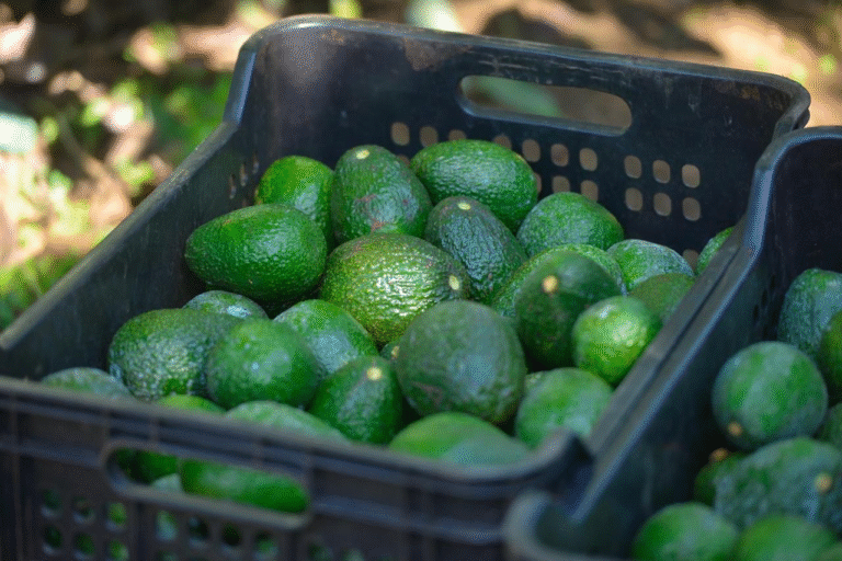 Costco EUA se suma a la venta de aguacate libre de deforestación: Secma